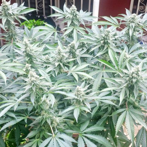 Banana OG growlog timeline photo