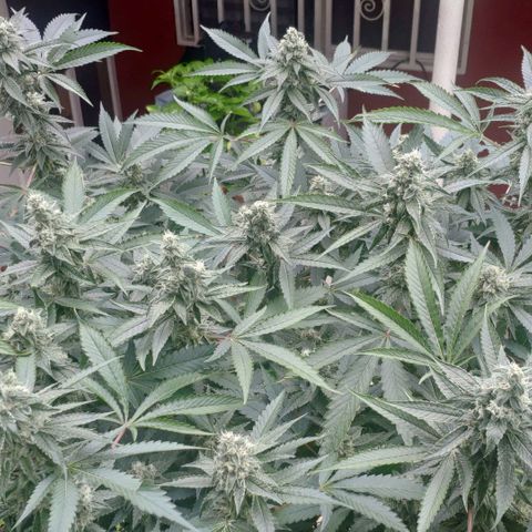 Banana OG growlog timeline photo