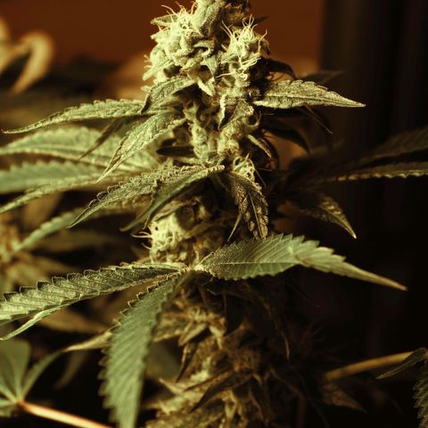 Banana OG growlog timeline photo