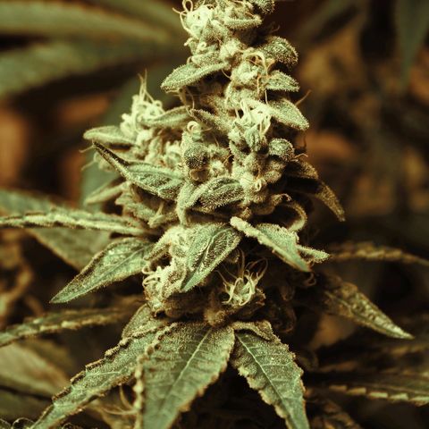 Banana OG growlog timeline photo
