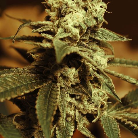 Banana OG growlog timeline photo