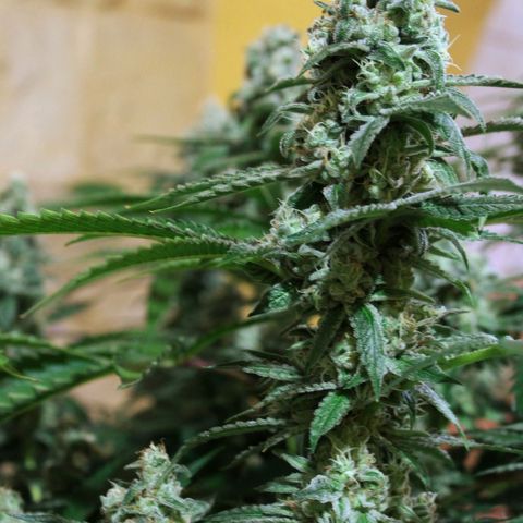 Banana OG growlog timeline photo