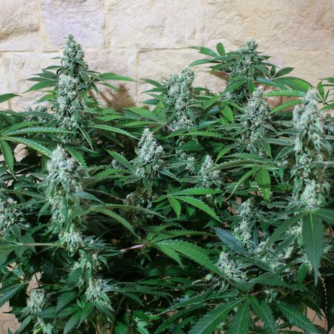 Banana OG growlog timeline photo
