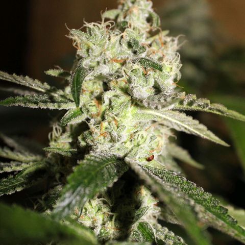 Banana OG growlog timeline photo