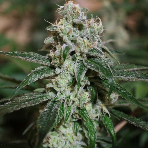 Banana OG growlog timeline photo