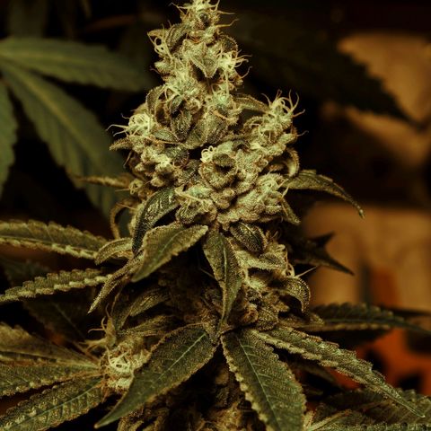 Banana OG growlog timeline photo