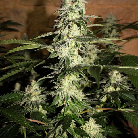 Banana OG growlog timeline photo