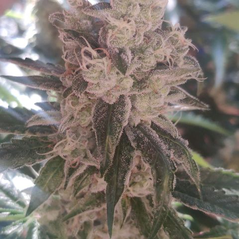 Banana OG growlog timeline photo