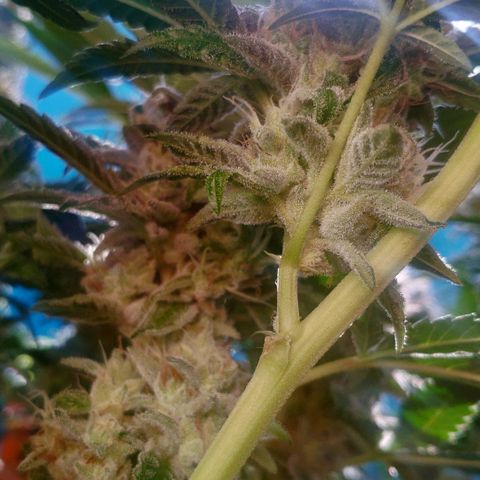 Banana OG growlog timeline photo