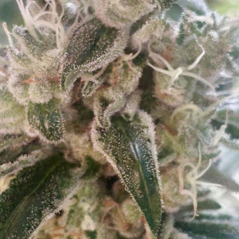 Banana OG growlog timeline photo