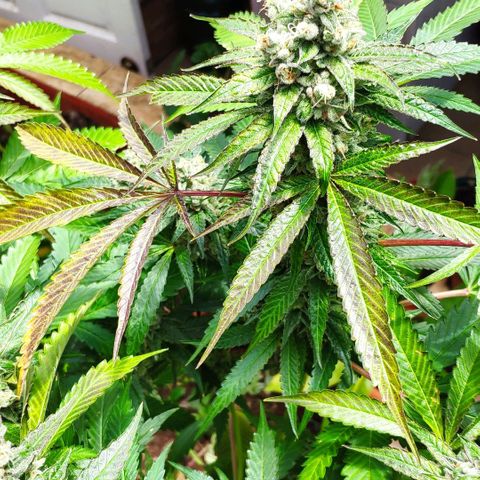 Banana OG growlog timeline photo