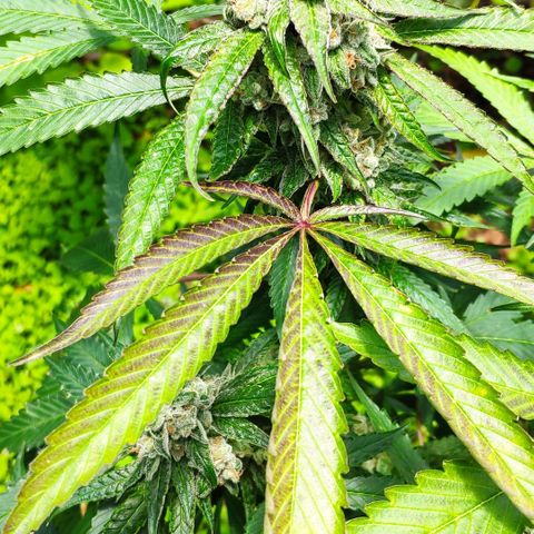 Banana OG growlog timeline photo