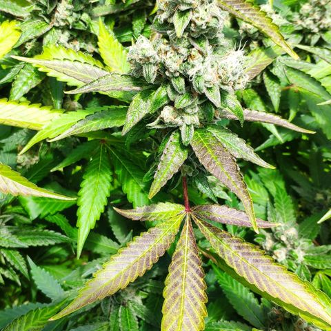 Banana OG growlog timeline photo