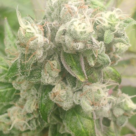 Banana OG growlog timeline photo