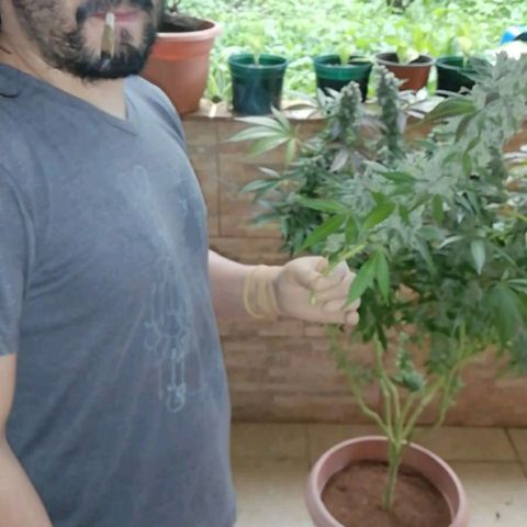 Banana OG growlog timeline photo