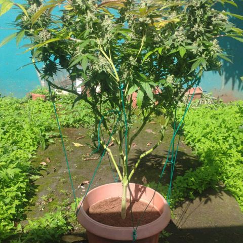 Banana OG growlog timeline photo