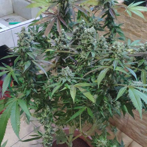 Banana OG growlog timeline photo