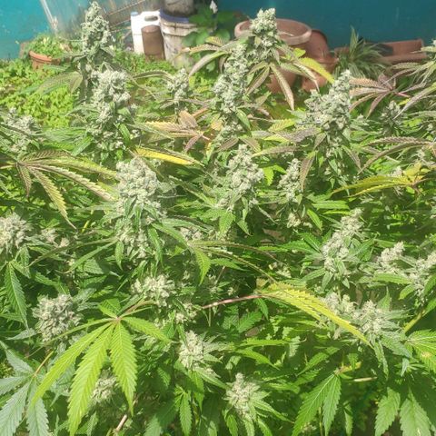 Banana OG growlog timeline photo