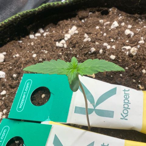 LSD-25 growlog timeline photo
