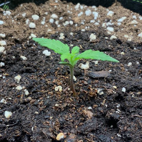 Gorilla Zkittlez Auto growlog timeline photo
