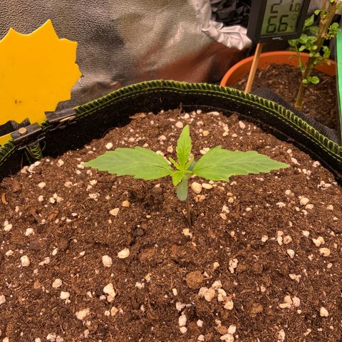 Hyperion F1 growlog timeline photo