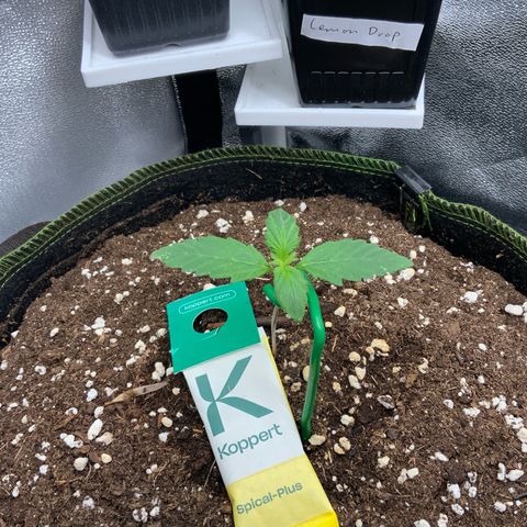 LSD-25 growlog timeline photo