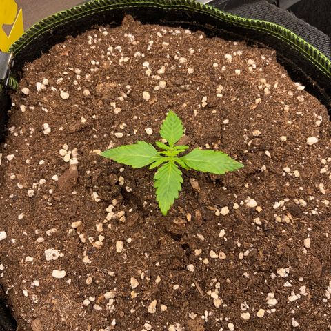 Gorilla Zkittlez Auto growlog timeline photo