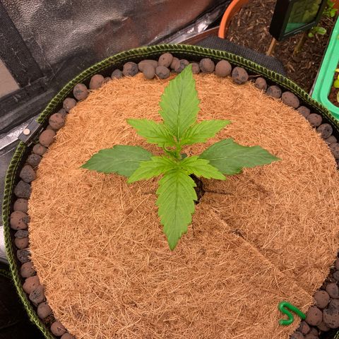 Hyperion F1 growlog timeline photo