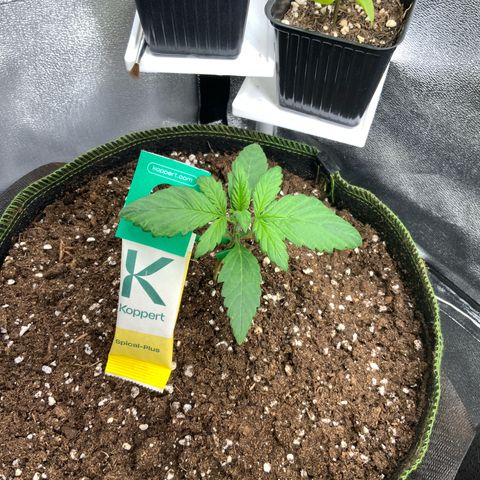 LSD-25 growlog timeline photo