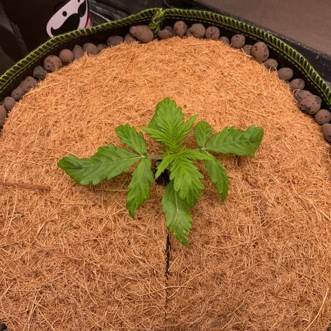 Gorilla Zkittlez Auto growlog timeline photo
