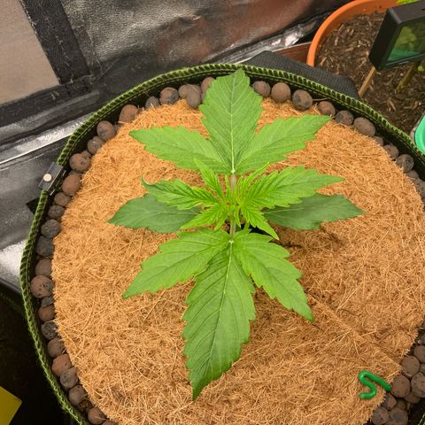 Hyperion F1 growlog timeline photo