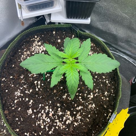 LSD-25 growlog timeline photo