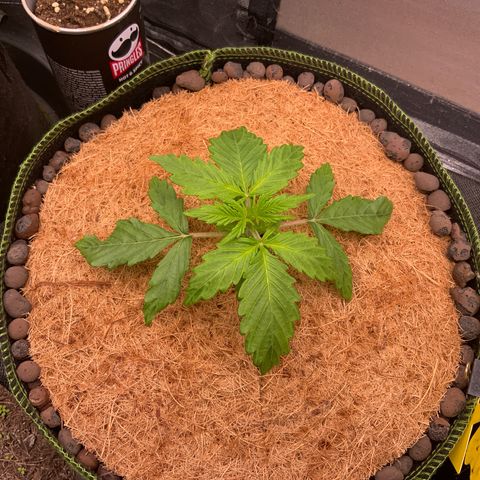 Gorilla Zkittlez Auto growlog timeline photo
