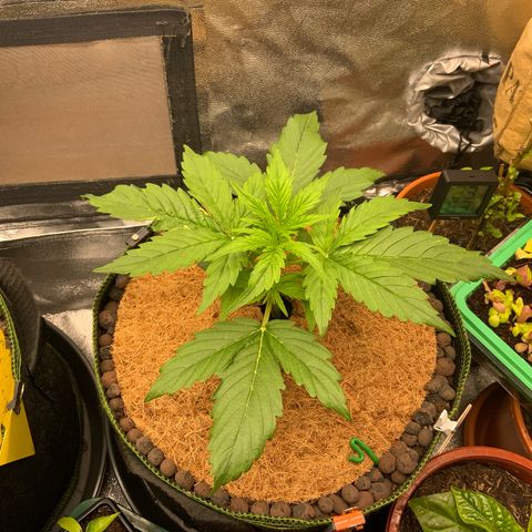 Hyperion F1 growlog timeline photo