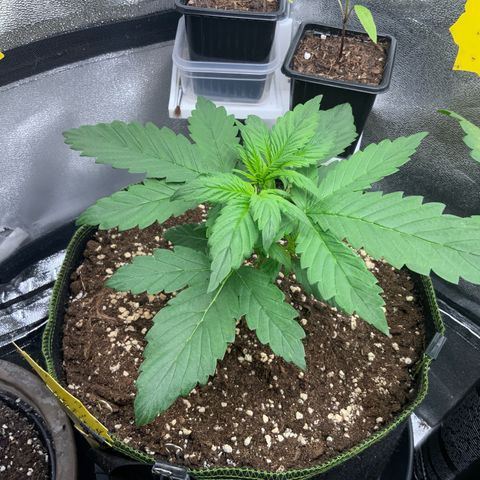 LSD-25 growlog timeline photo