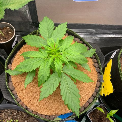 Gorilla Zkittlez Auto growlog timeline photo