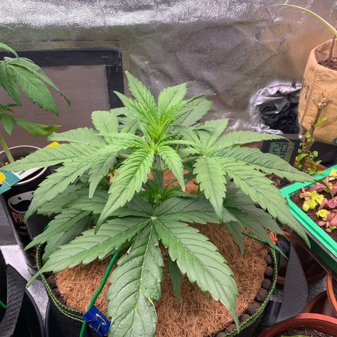 Hyperion F1 growlog timeline photo