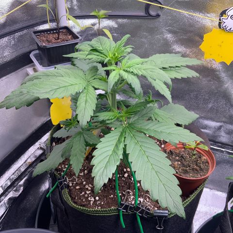 LSD-25 growlog timeline photo