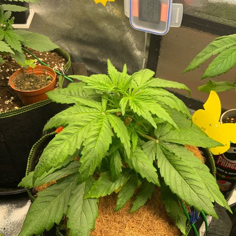 Gorilla Zkittlez Auto growlog timeline photo
