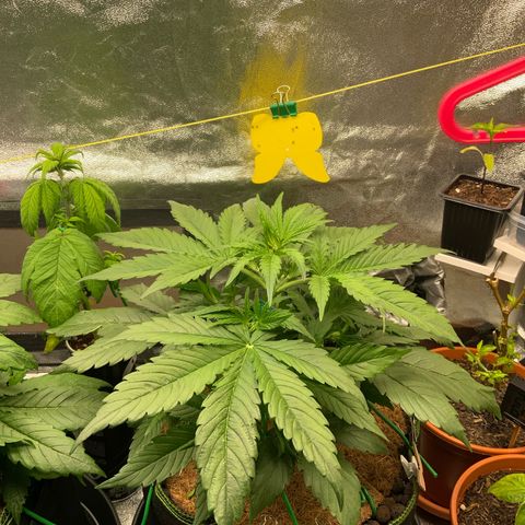 Hyperion F1 growlog timeline photo