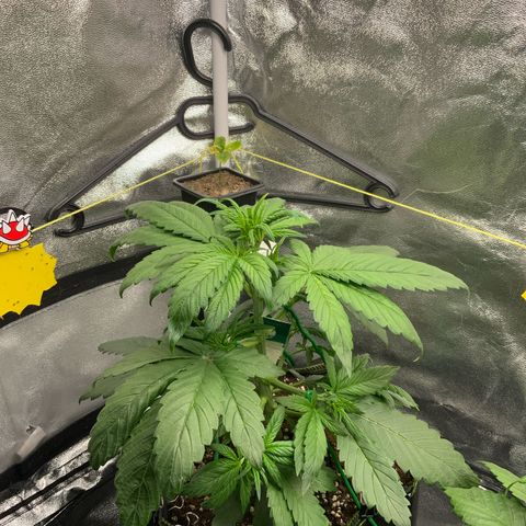 LSD-25 growlog timeline photo