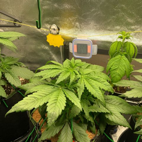 Gorilla Zkittlez Auto growlog timeline photo
