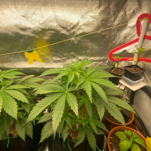 Hyperion F1 growlog timeline photo