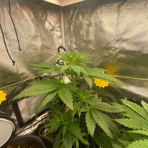 LSD-25 growlog timeline photo