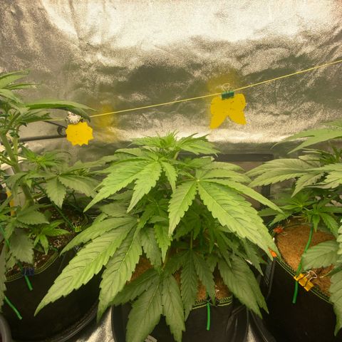 Gorilla Zkittlez Auto growlog timeline photo