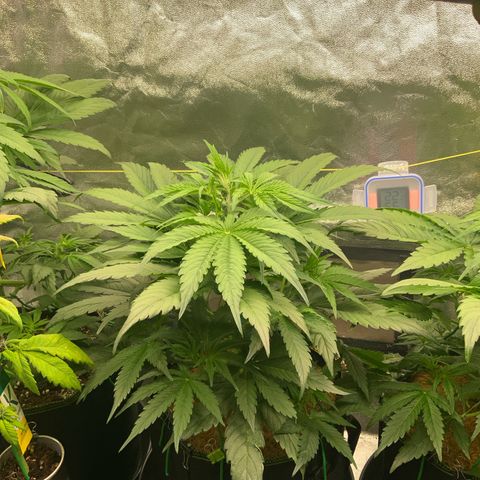 Hyperion F1 growlog timeline photo
