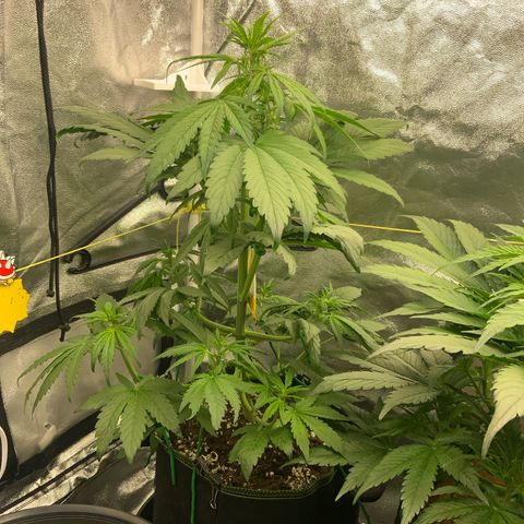 LSD-25 growlog timeline photo
