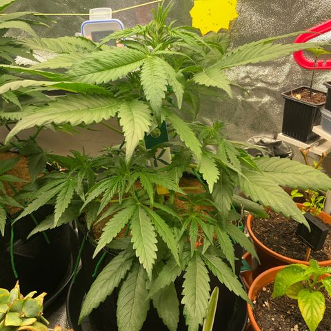 Gorilla Zkittlez Auto growlog timeline photo