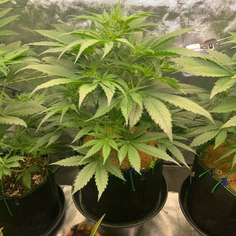 Hyperion F1 growlog timeline photo