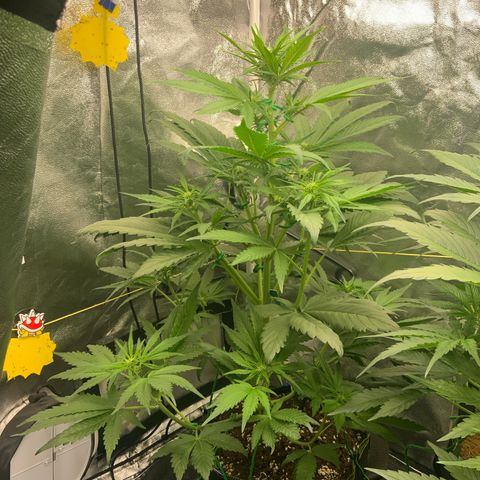 LSD-25 growlog timeline photo